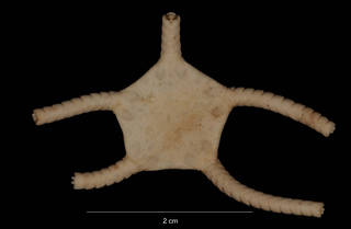 To NMNH Extant Collection (Ophiogona doederleini (Koehler, 1901) (USNM E44689) dorsal view)