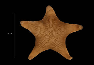 To NMNH Extant Collection (Odontaster meridionalis (Smith, 1876) (USNM E44855) dorsal view)