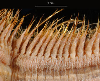 To NMNH Extant Collection (Laetmonice producta USNM 57560 bristles)