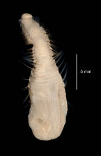 To NMNH Extant Collection (Pseudoscalibregma bransfieldia USNM 58971 dorsal view)