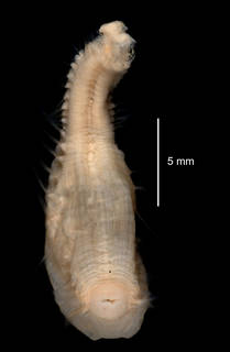 To NMNH Extant Collection (Pseudoscalibregma bransfieldia USNM 58971 ventral view)