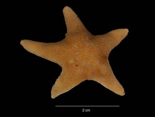 To NMNH Extant Collection (Perknaster sp. (USNM E47553) dorsal view)
