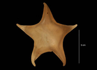 To NMNH Extant Collection (Acondontaster hodgsoni (Bell, 1908) (USNM E47622) dorsal view)