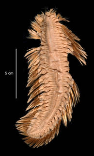 To NMNH Extant Collection (Eulagisca uschakovi USNM 35289 specimen "a" dorsal view)