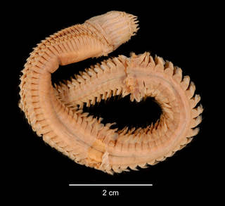 To NMNH Extant Collection (Aglaophamus posterobranchus USNM 55523 dorsal view)