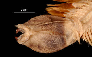 To NMNH Extant Collection (Eulagisca gigantea USNM 74575 head lateral view)