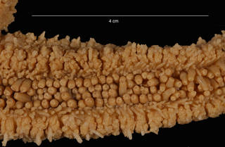 To NMNH Extant Collection (Lysasterias sp. (USNM E47918) arm segment, ventral view)