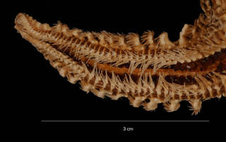 To NMNH Extant Collection (Paralophaster godfroyi (Koehler, 1912) (USNM E51734) arm, ventral view)