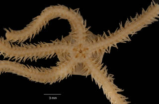To NMNH Extant Collection (Amphiura belgicae Koehler (USNM E52089) disc, arm ventral view)
