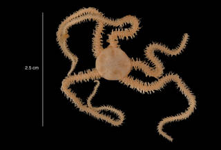 To NMNH Extant Collection (Amphiura deficiens Koehler, 1922 (USNM E52271) dorsal view w/ attached juveniles)