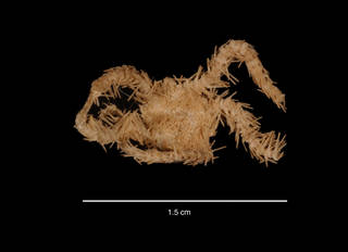 To NMNH Extant Collection (Ophiacantha paramedea Hertz, 1927 (USNM E52739) dorsal view)