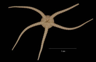 To NMNH Extant Collection (Ophuirolepis olstadi Madsen, 1955 (USNM E52834) ventral view)
