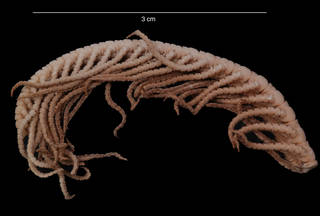 To NMNH Extant Collection (Notocrinus virilis Mortensen, 1917 (USNM E53139) arm)