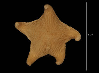 To NMNH Extant Collection (Odontaster validus Koehler, 1906 (USNM E53551) dorsal view)