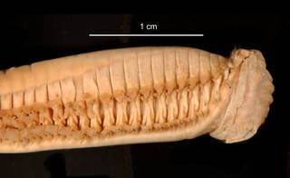To NMNH Extant Collection (Aglaophamus ornatus USNM 55521 anterior lateral view)