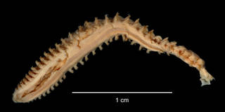 To NMNH Extant Collection (Aglaophamus posterobranchus USNM 55524 ventral view)