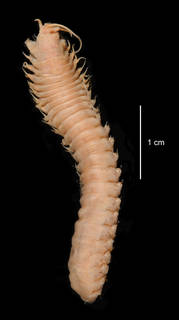 To NMNH Extant Collection (Paranothria antarctica USNM 55529 dorsal view)