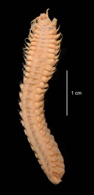 To NMNH Extant Collection (Paranothria antarctica USNM 55529 ventral view)