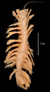 To NMNH Extant Collection (Herdmanella nigra USNM 55481 ventral view)