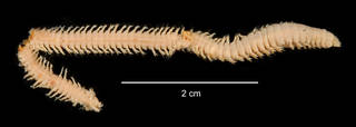 To NMNH Extant Collection (Neathes abyssorum USNM 55509 dorsal view)