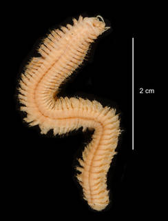 To NMNH Extant Collection (Nicon benhami USNM 55513 specimen "a" ventral view)