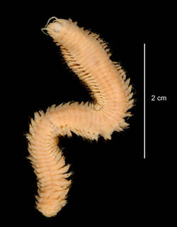 To NMNH Extant Collection (Nicon benhami USNM 55513 specimen "a" dorsal view)