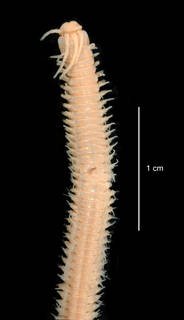 To NMNH Extant Collection (Eunice pennata USNM 56792 anterior dorsal view)