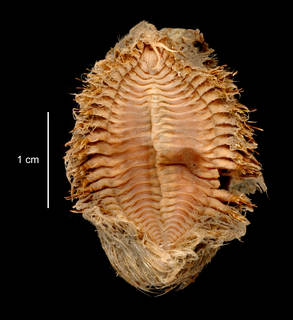 To NMNH Extant Collection (Aphrodita alto USNM 57558 ventral view)