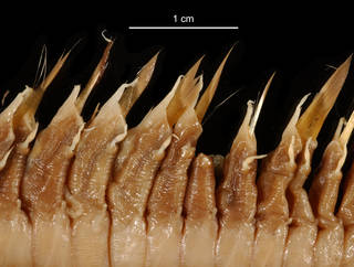 To NMNH Extant Collection (Neobylgides scotiensis USNM 74739 bristles)
