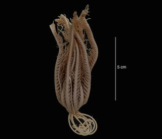 To NMNH Extant Collection (Notocrinus virilis Mortensen, 1917 (USNM E43384) dorsal view)