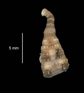To NMNH Extant Collection (Stibarobdella tasmanica USNM 121693 dorsal view)