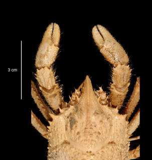 To NMNH Extant Collection (Galatheidae USNM 1011065 front claws)