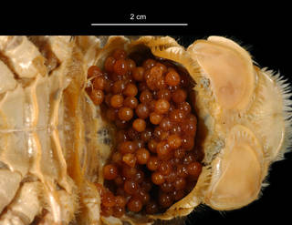 To NMNH Extant Collection (Galatheidae USNM 1011065 egg cluster)