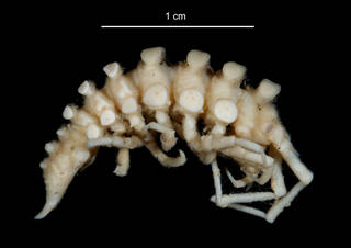 To NMNH Extant Collection (Pleuroprion sp. USNM 86516 lateral view)
