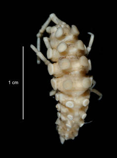 To NMNH Extant Collection (Pleuroprion sp. USNM 86516 dorsal view)