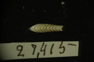 To NMNH Extant Collection (IZ MOL 27415 Pallet B)