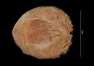 To NMNH Extant Collection (Schizaster orbignyanus Agassiz, 1880 (USNM E22233) aboral view)
