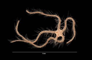 To NMNH Extant Collection (Ophiothrix suensoni Lutken (USNM E32308) aboral view)