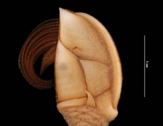 To NMNH Extant Collection (Arcoscalpellum portoricanum intonsum (Pilsbry) (USNM 1010601) closeup view)
