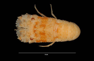 To NMNH Extant Collection (Scyllarus chacei Holthuis (USNM 274598) dorsal view)