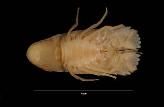 To NMNH Extant Collection (Scyllarus chacei Holthuis (USNM 274598) ventral view)