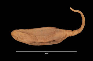 To NMNH Extant Collection (Hedingia albicans (Theel) (USNM E41370) left lateral view)