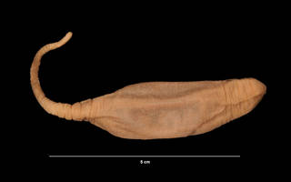 To NMNH Extant Collection (Hedingia albicans (Theel) (USNM E41370) right lateral view)