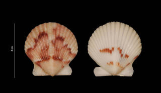 To NMNH Extant Collection (Argopecten gibbus (Linné, 1758) (USNM 800003) outer view)