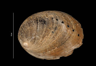 To NMNH Extant Collection (Haliotis cracherodii Leach, 1814 (USNM 800644) dorsal view)