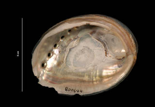 To NMNH Extant Collection (Haliotis cracherodii Leach, 1814 (USNM 800644) ventral view)