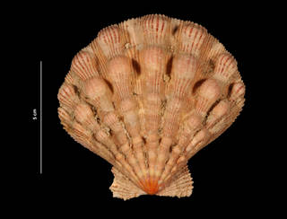 To NMNH Extant Collection (Lyropecten nodosus (Linné, 1758) (USNM 800947) outer view)