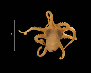 To NMNH Extant Collection (Octopus joubini Robson, 1929 (USNM 816834) dorsal view)