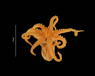 To NMNH Extant Collection (Octopus joubini Robson, 1929 (USNM 816834) ventral view)