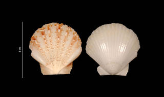 To NMNH Extant Collection (Pecten raveneli Dall, 1898 (USNM 833727) outer view)